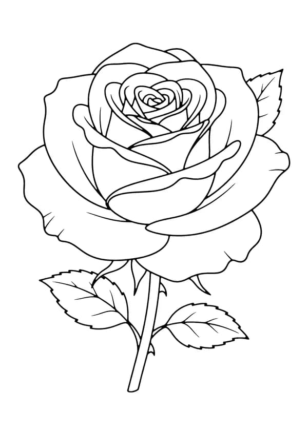 Printable hand-drawn Blooming Rose coloring page