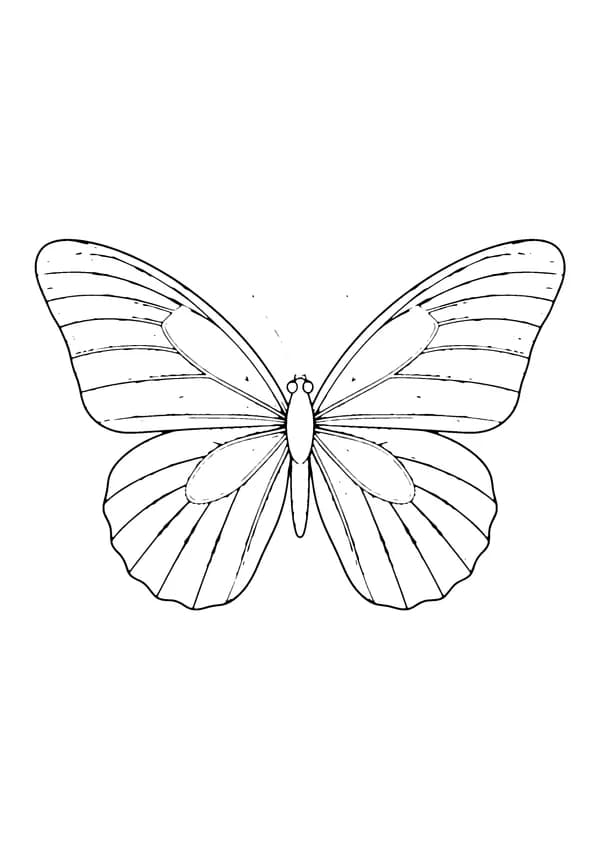 Printable hand-drawn Butterfly Close-Up coloring page