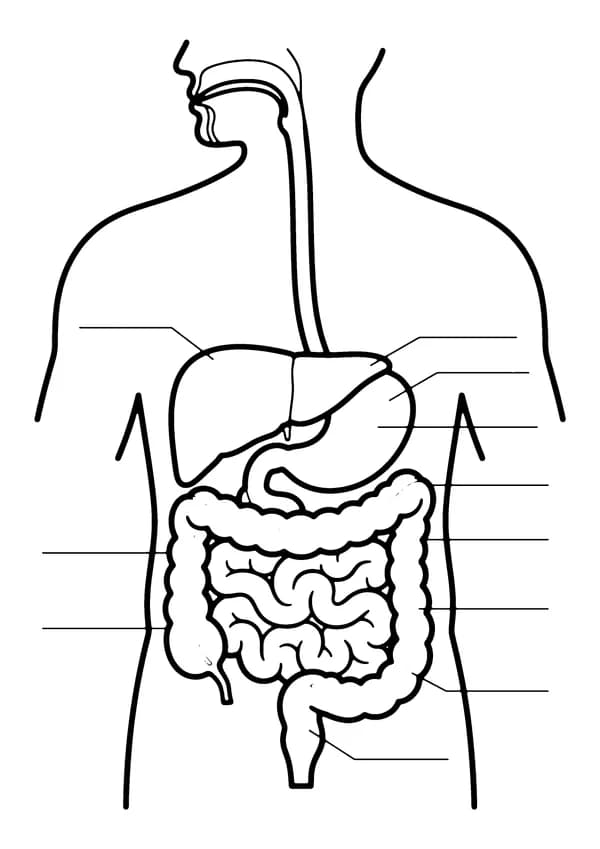 Printable hand-drawn Digestive System coloring page