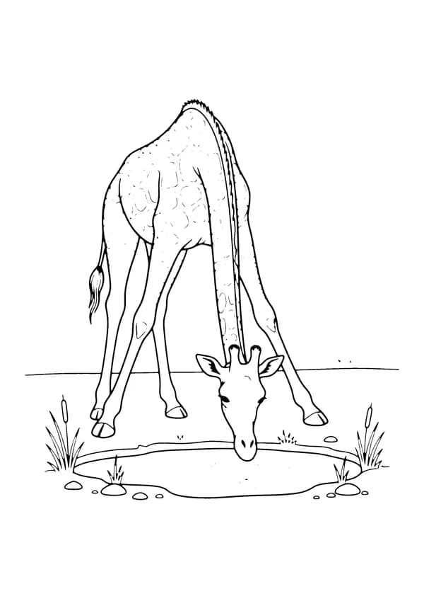 Printable hand-drawn Giraffe Drinking Water coloring page