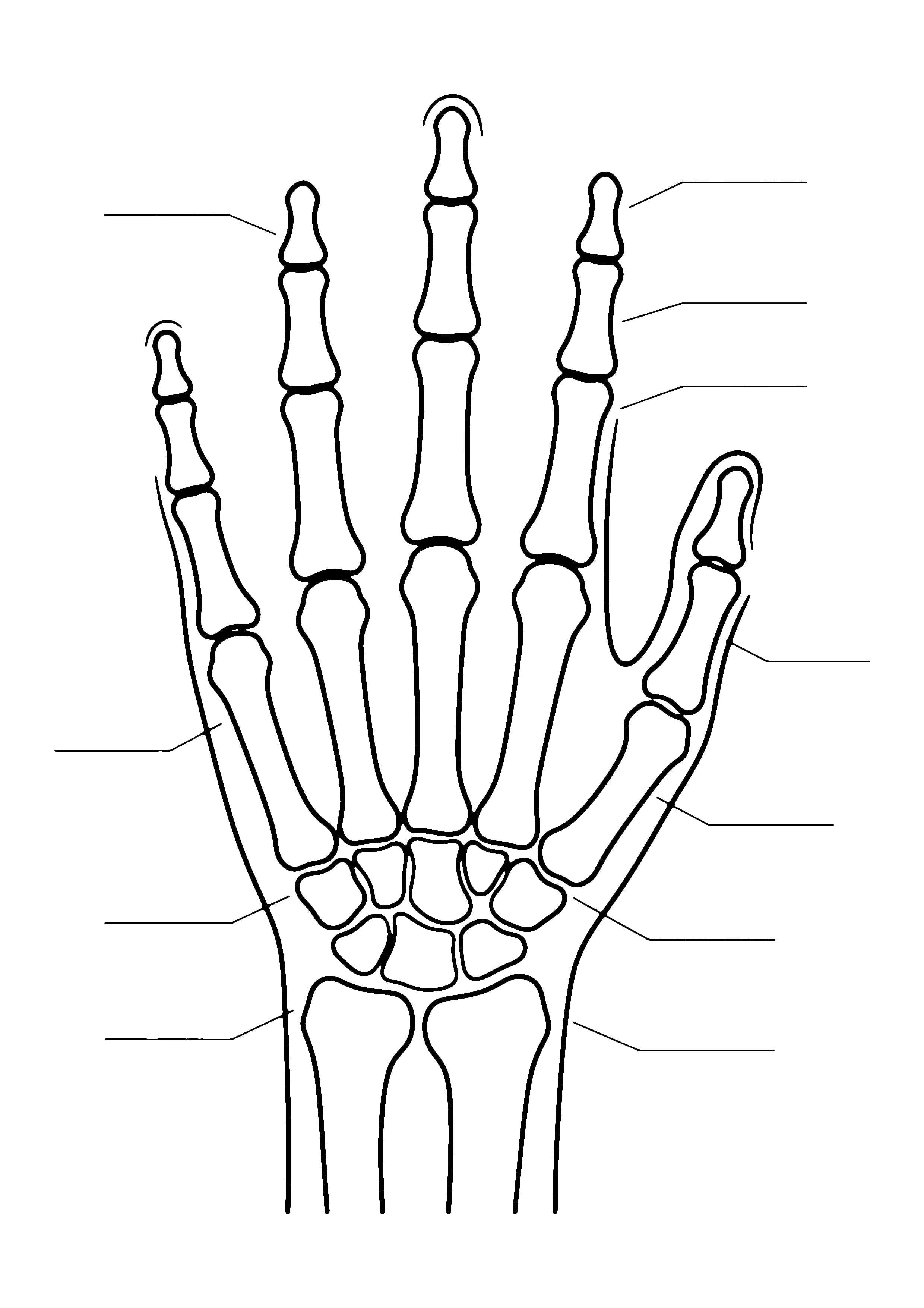 Printable hand-drawn Hand Bones coloring page