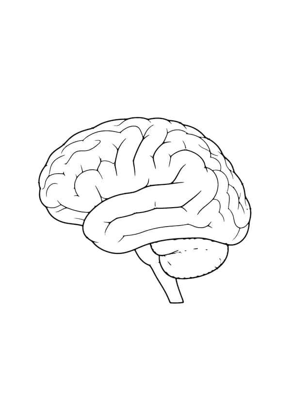 Printable hand-drawn Human Brain coloring page