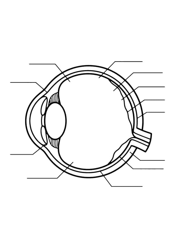 Printable hand-drawn Human Eye coloring page