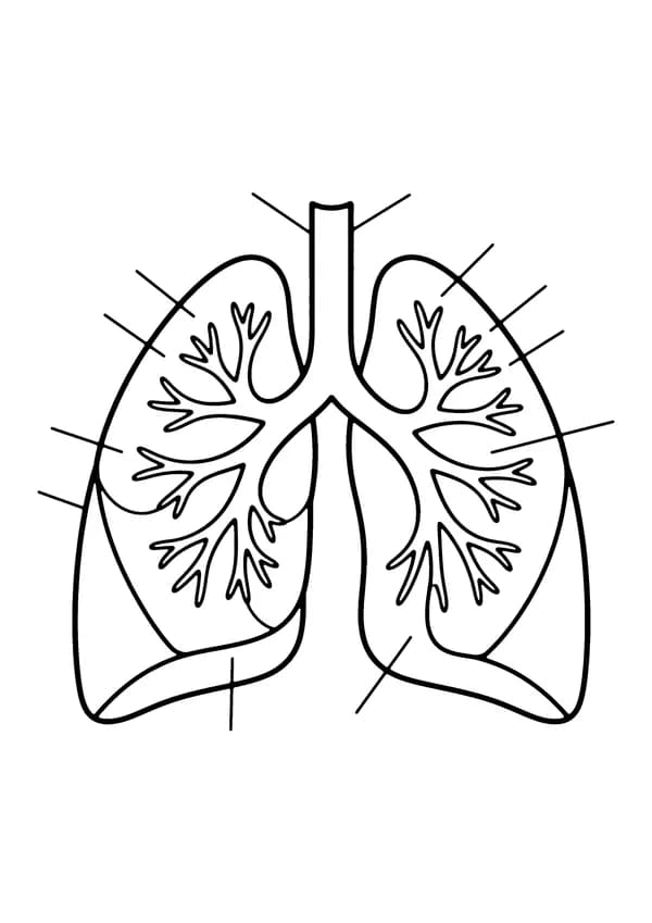 Printable hand-drawn Human Lungs coloring page