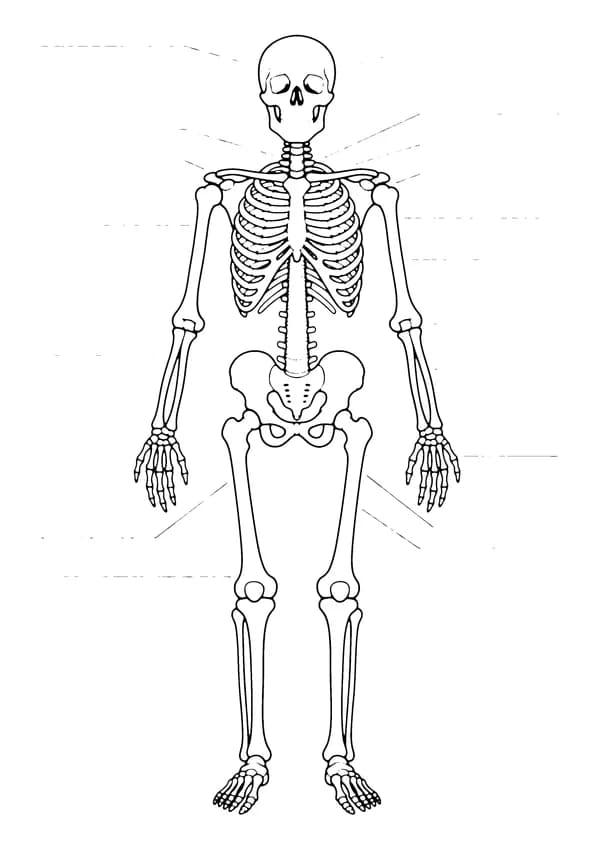 Printable hand-drawn Human Skeleton coloring page