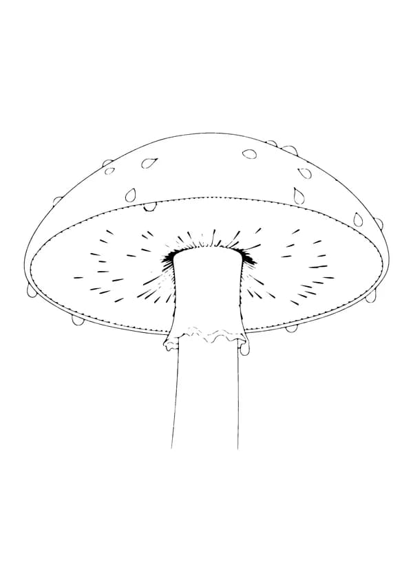 Printable hand-drawn Mushroom Close-Up coloring page