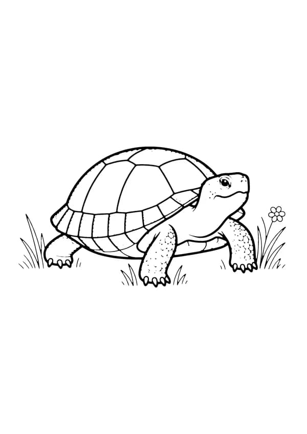 Printable hand-drawn Painted Box Turtle coloring page