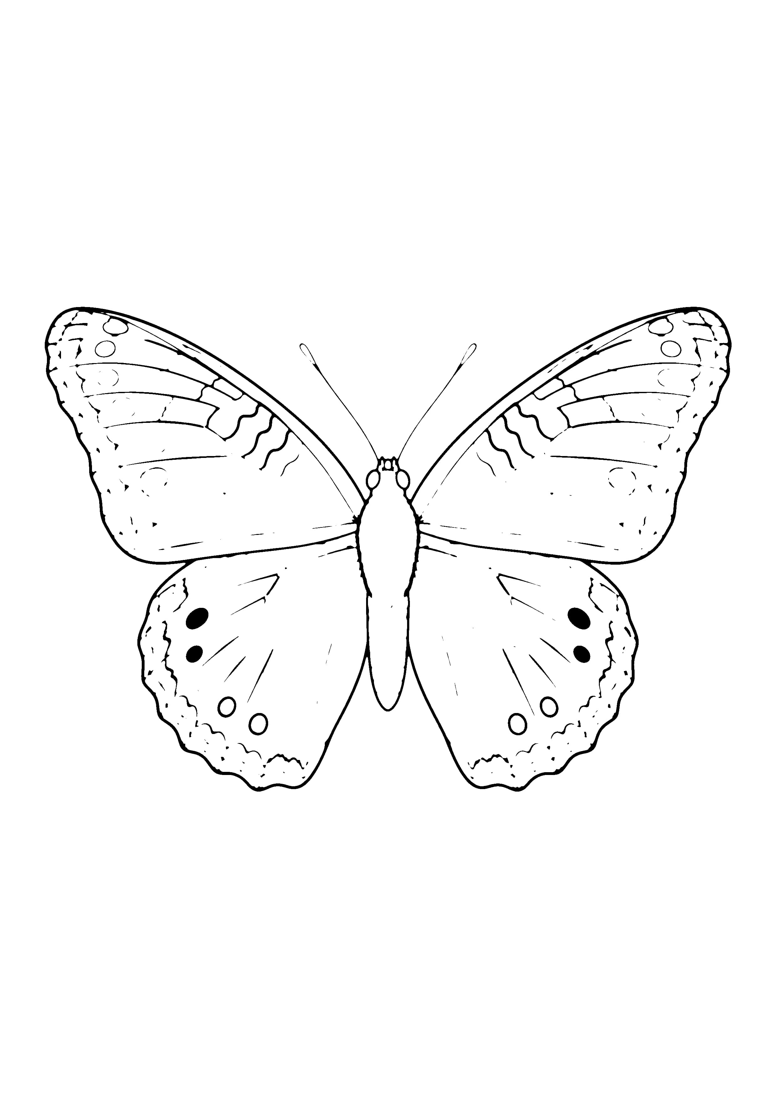 Printable hand-drawn Painted Lady Butterfly coloring page