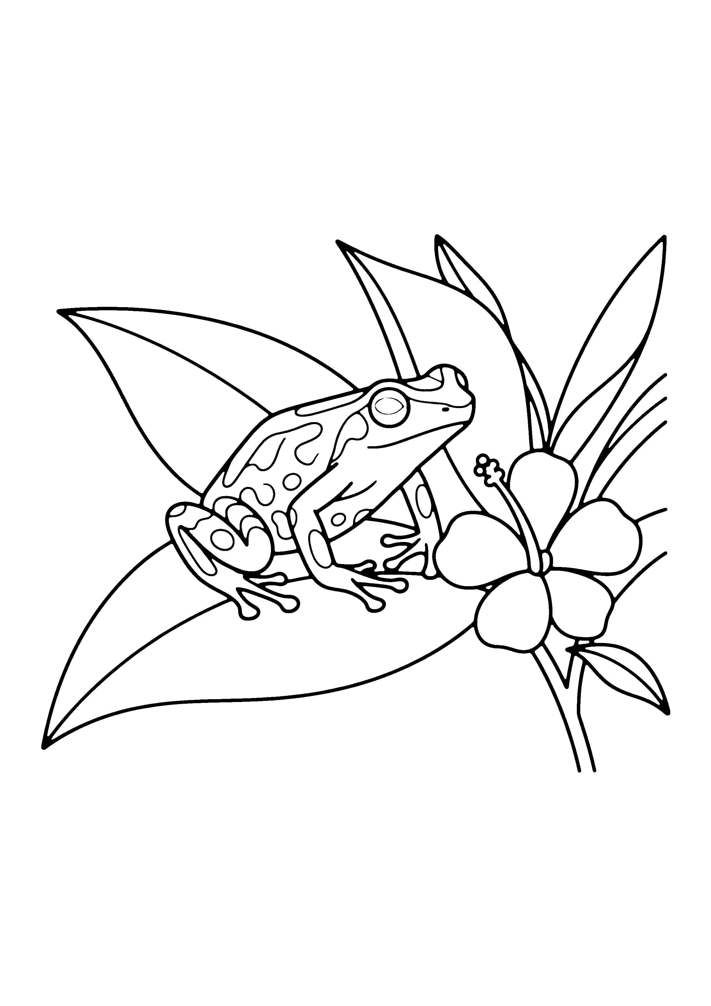 Printable hand-drawn Poison Dart Frog coloring page