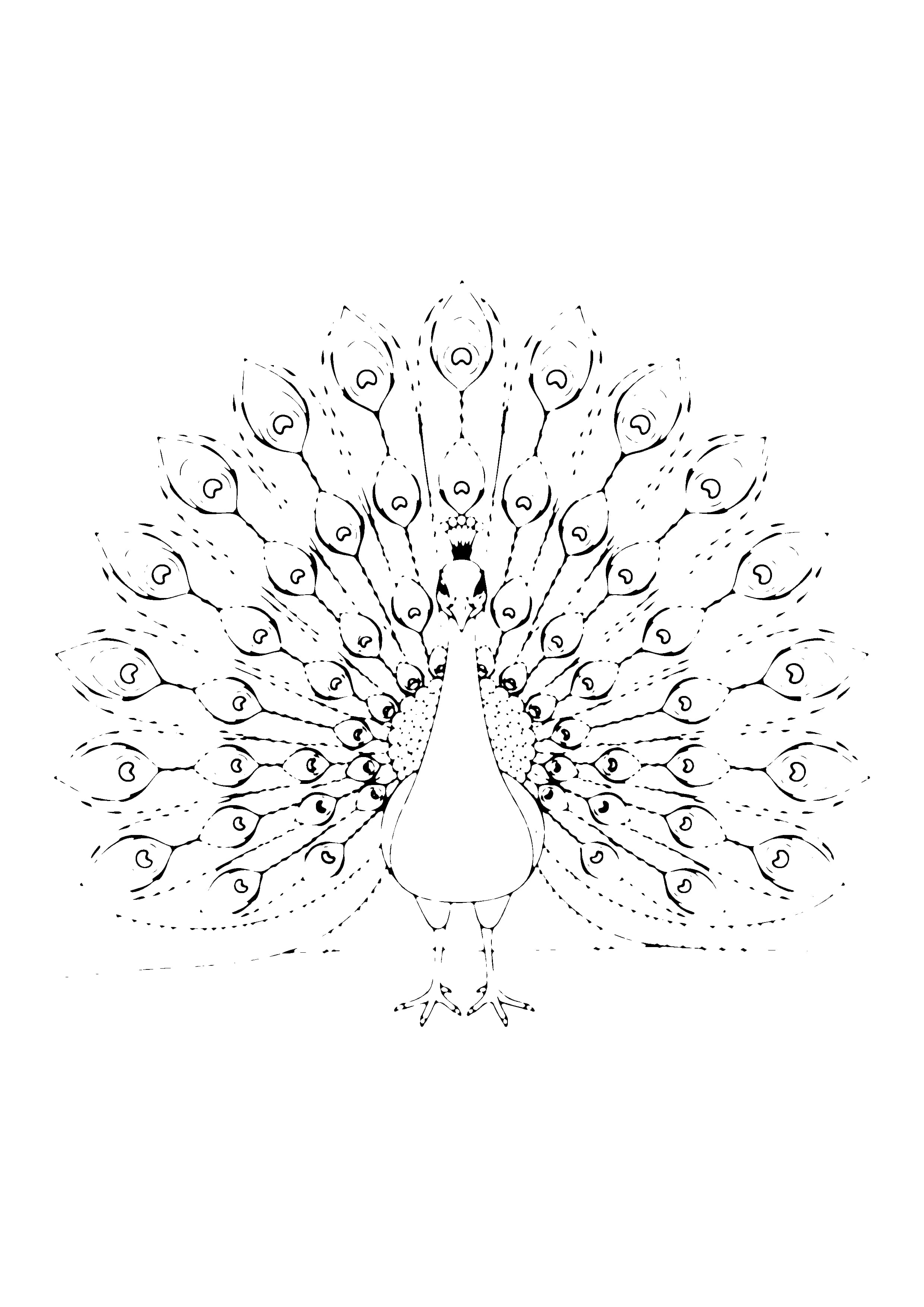 Printable hand-drawn Proud Peacock coloring page