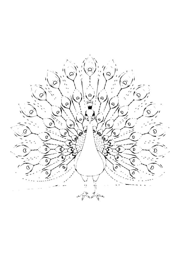 Printable hand-drawn Proud Peacock coloring page