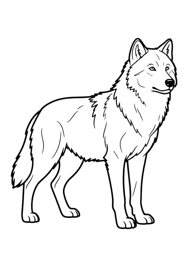 Printable hand-drawn Standing Gray Wolf coloring page