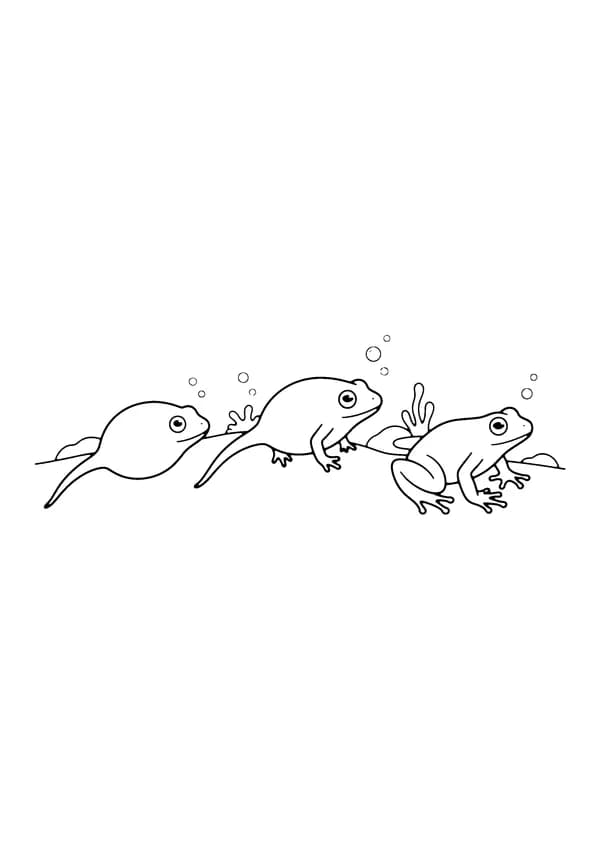 Printable hand-drawn Tadpole to Frog coloring page