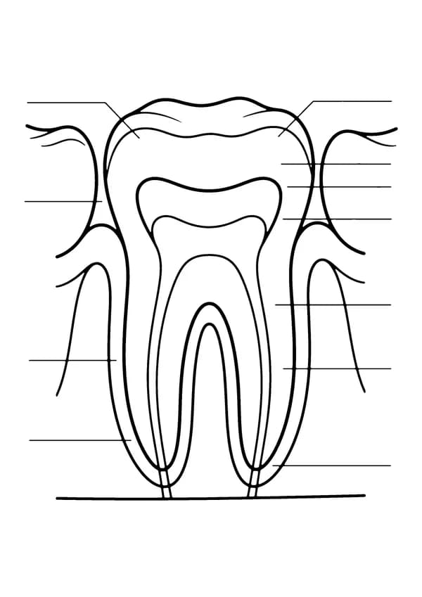 Printable hand-drawn Tooth Cross-Section coloring page