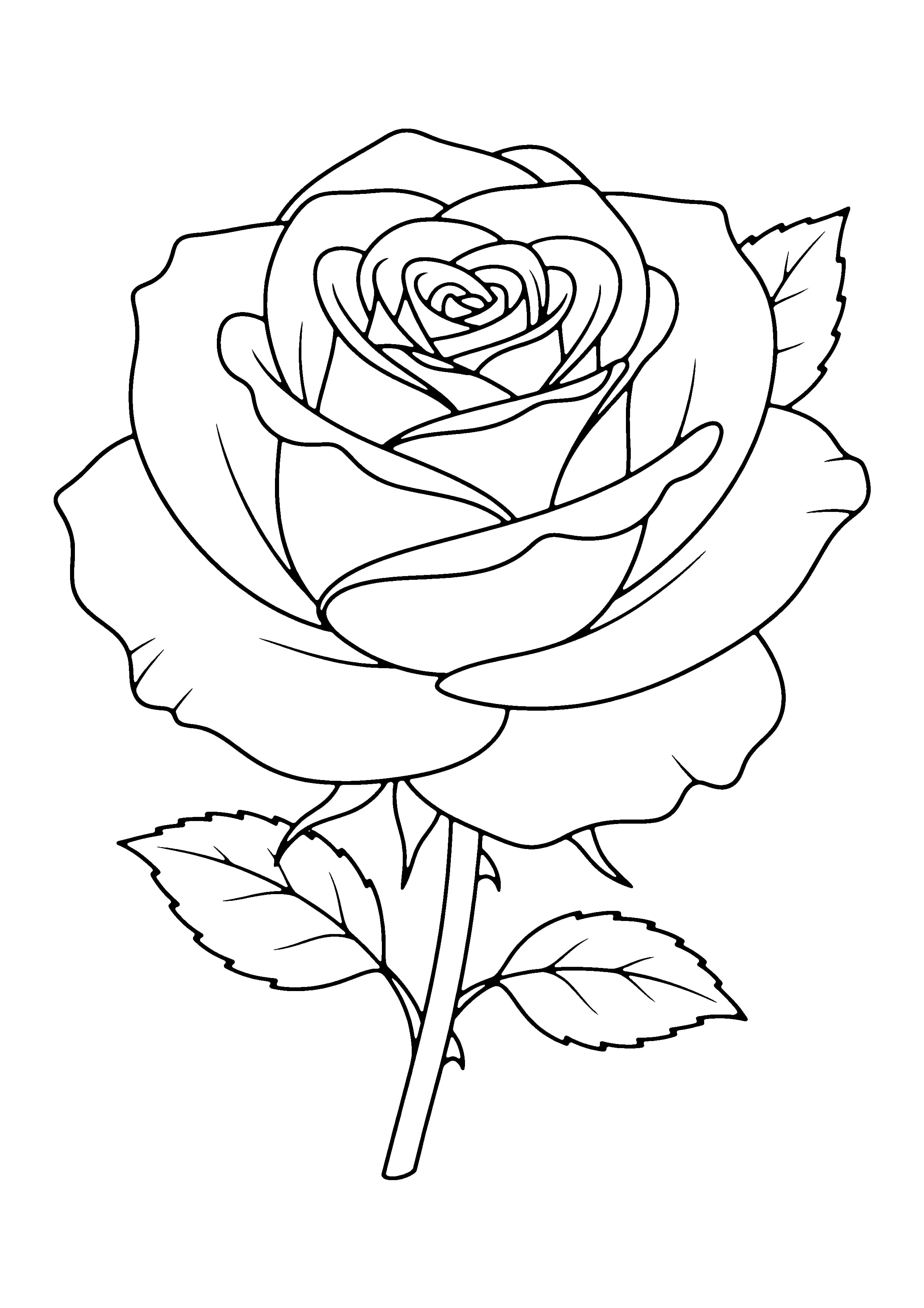 Printable hand-drawn Blooming Rose coloring page