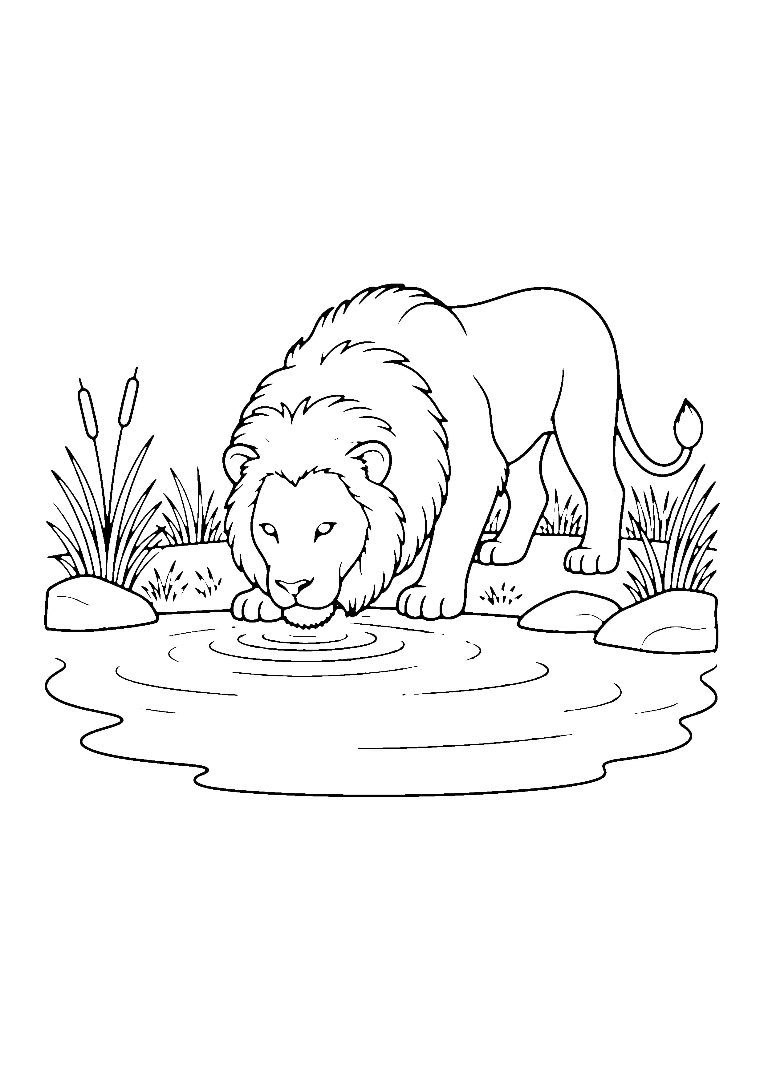 Printable hand-drawn Lion Drinking at the Watering Hole coloring page