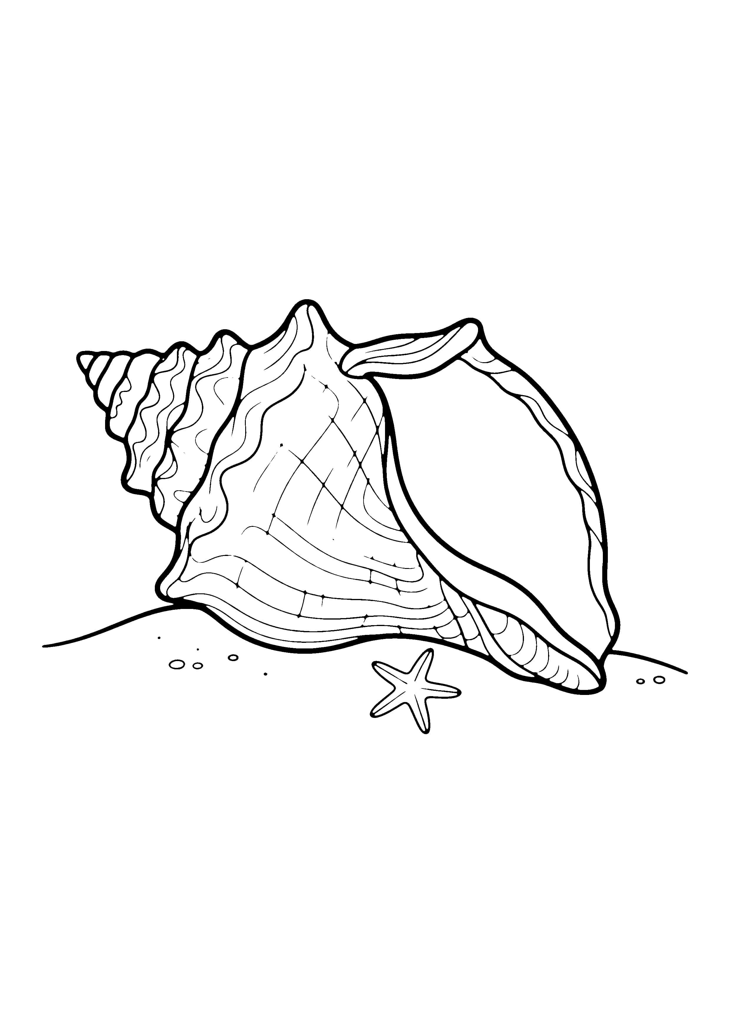 Printable hand-drawn Seashell Close-Up coloring page