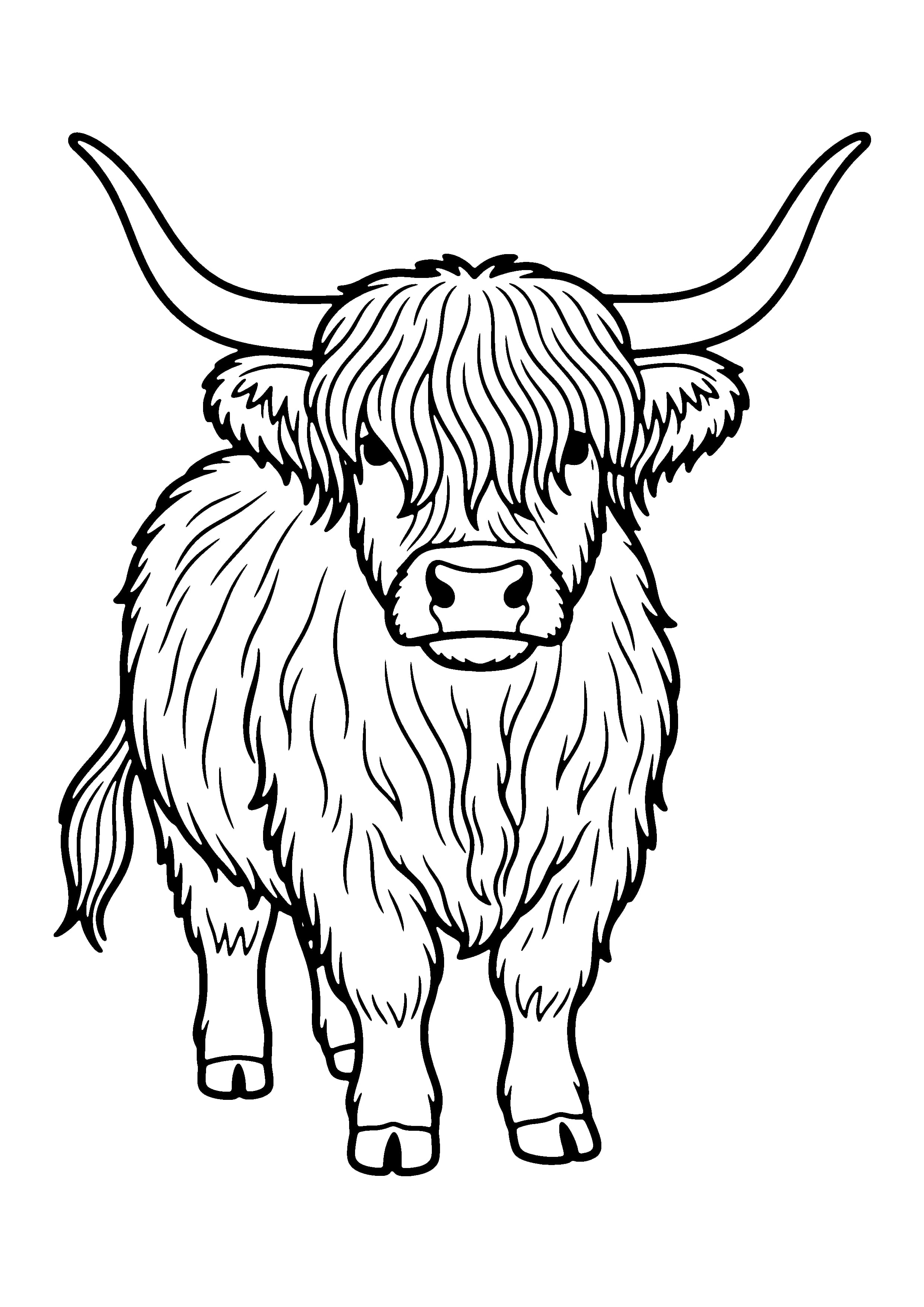 Printable hand-drawn Shaggy Highland Cow coloring page