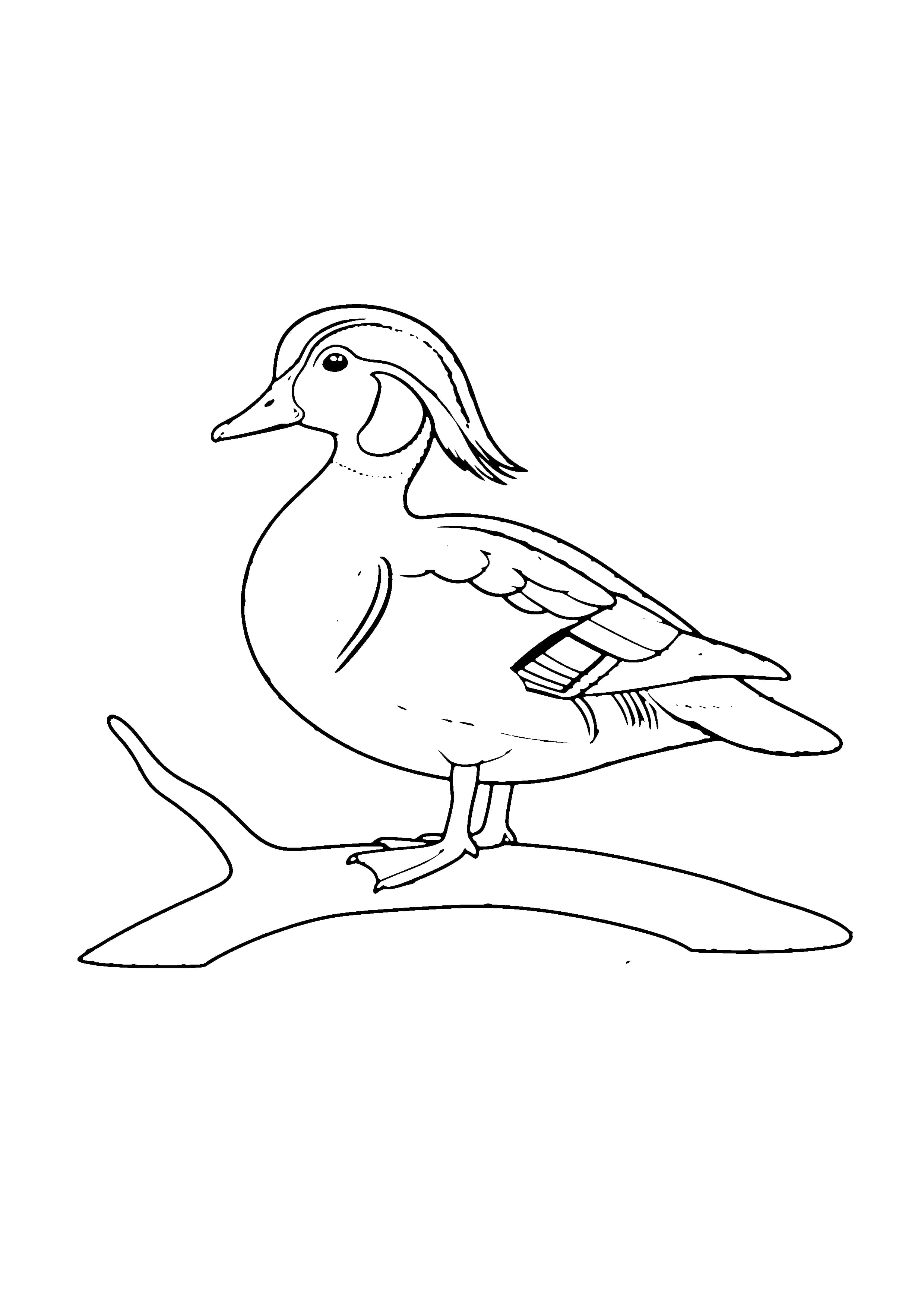 Printable hand-drawn Wood Duck coloring page