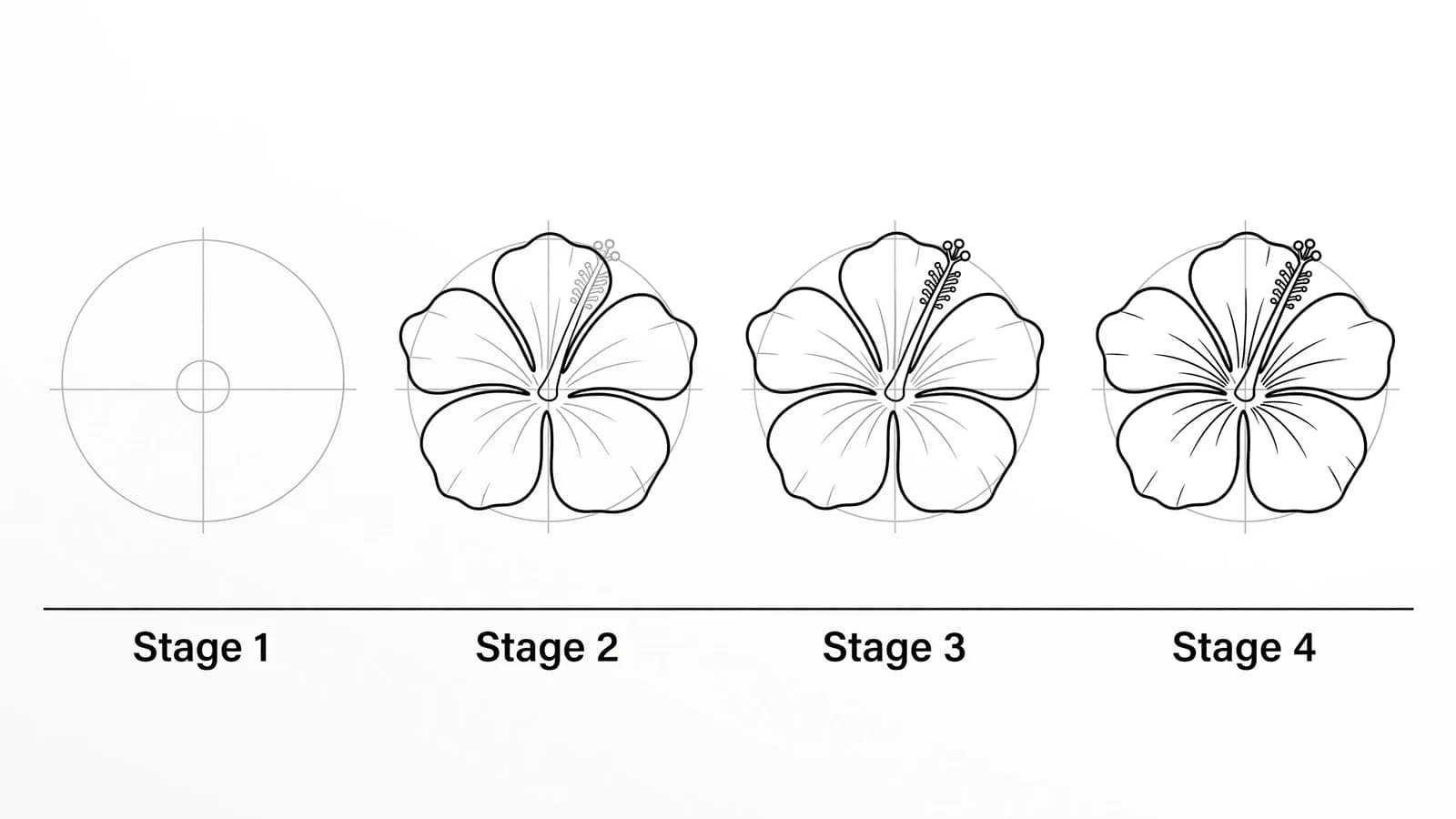 Step-by-step: how to draw a hibiscus in four stages, from a circle guide to a finished outline