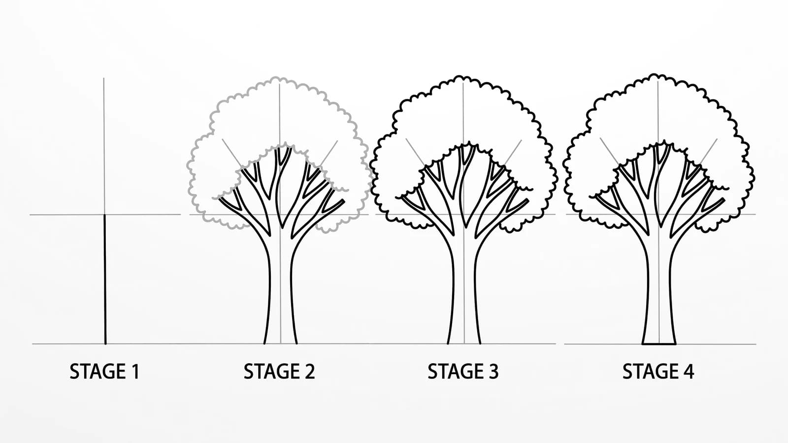 Step-by-step: how to draw a tree in four stages, from a trunk-and-branch guide to a finished leafy outline